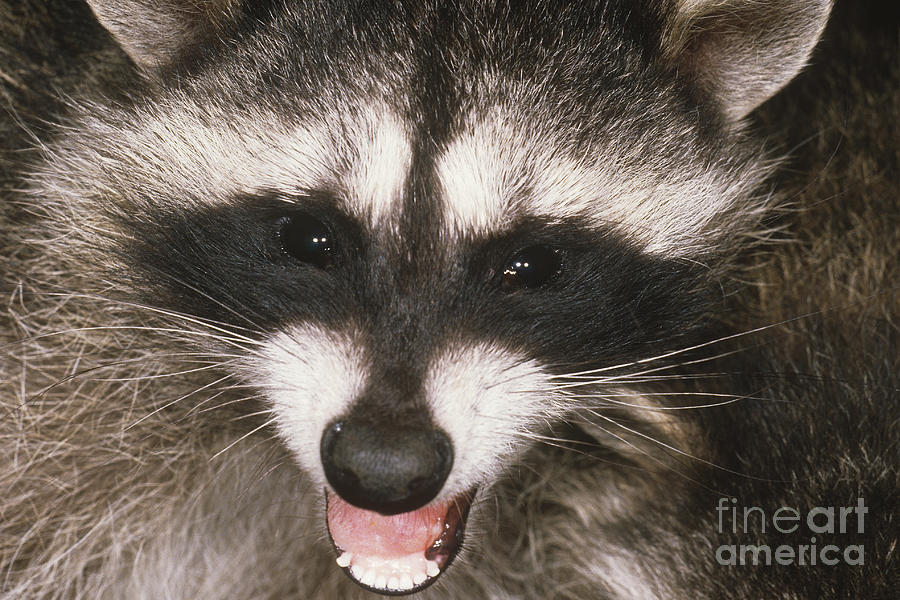 Raccoon Photograph - Raccoon by Art Wolfe