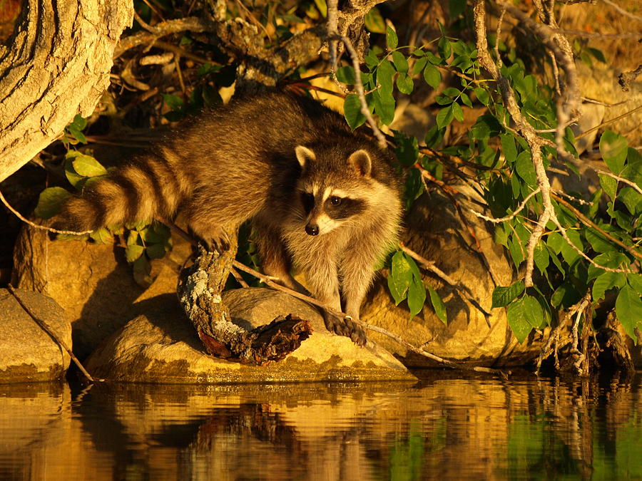 Raccoon at Dusk Photograph by James Peterson