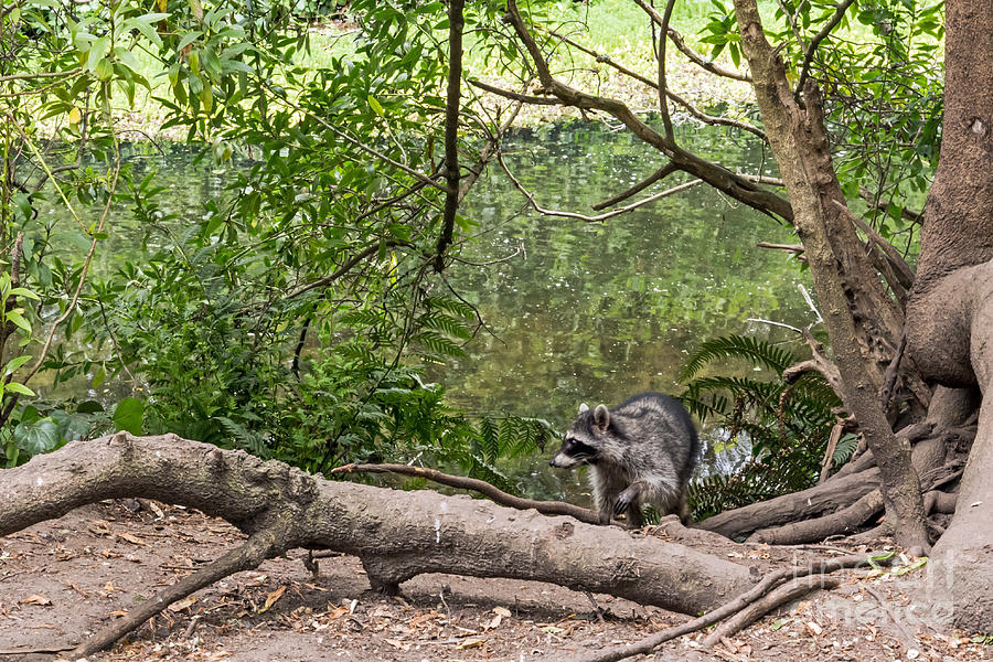 Raccoon at the Lake Photograph by Kate Brown