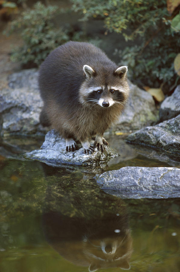 Raccoon At Waters Edge North America Photograph by Konrad Wothe