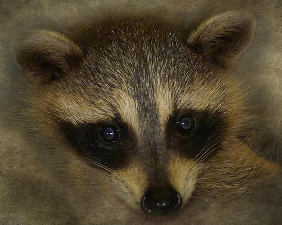 Raccoon Baby Digital Art by TnBackroadsPhotos