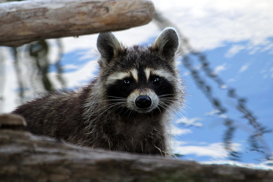 Raccoon Photograph by Bruce Arnold | Fine Art America