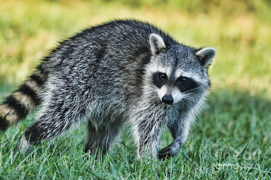 Wildlife Photograph - Raccoon Buddy by Deborah Benoit