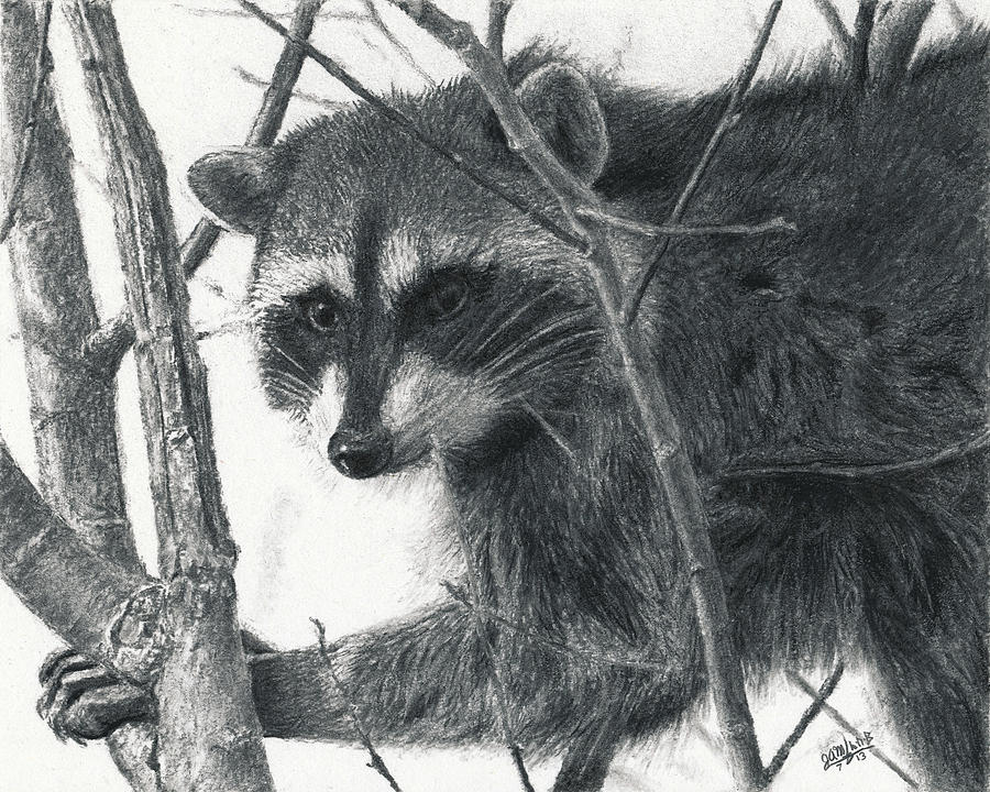 Raccoon - Charcoal Experiment Drawing by Joshua Martin