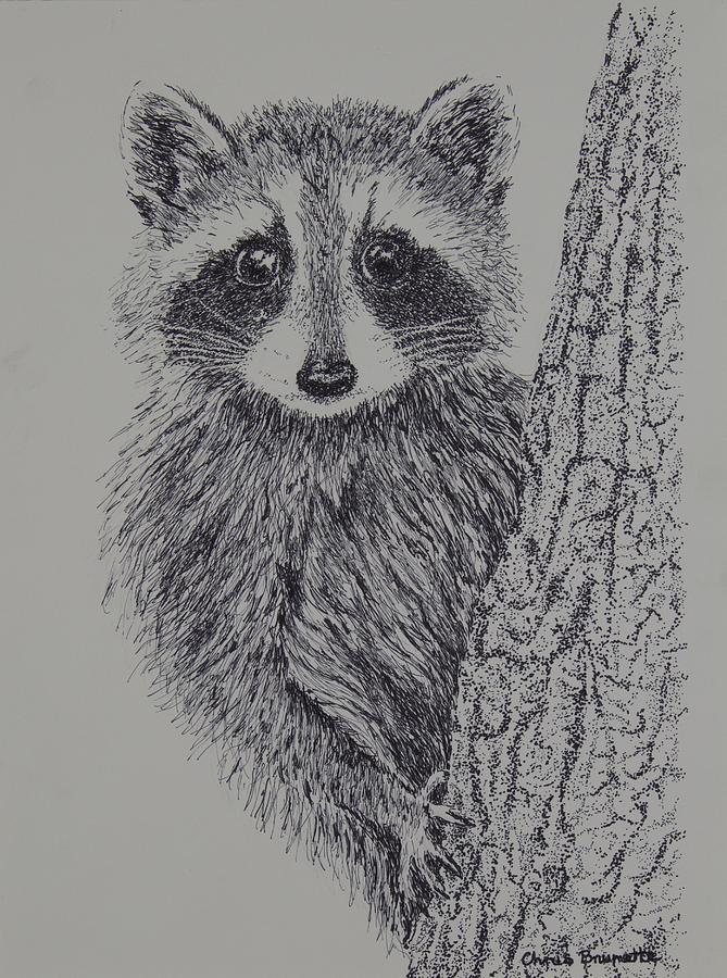 Raccoon Drawing by Christine Brunette