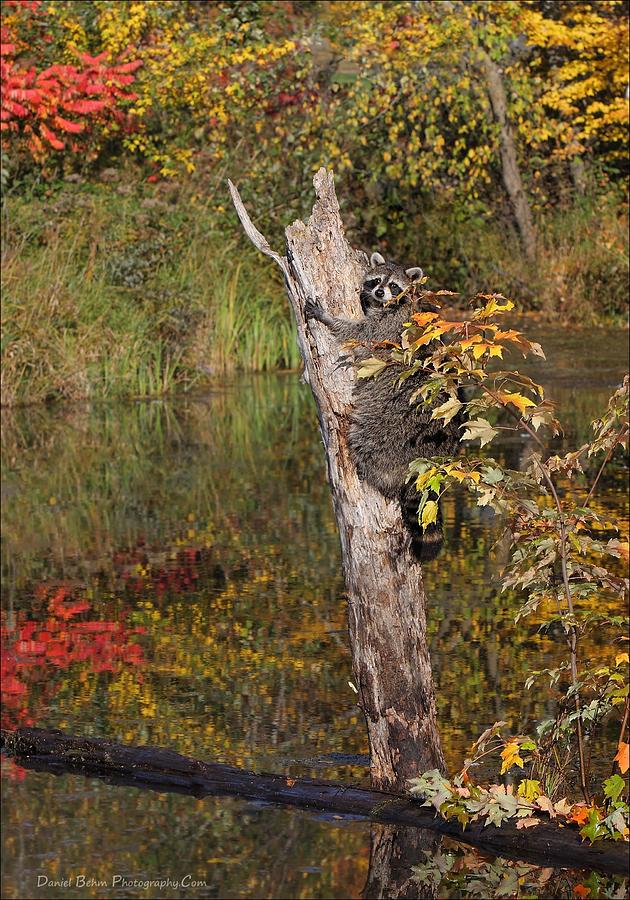 Fall Photograph - Raccoon by Daniel Behm
