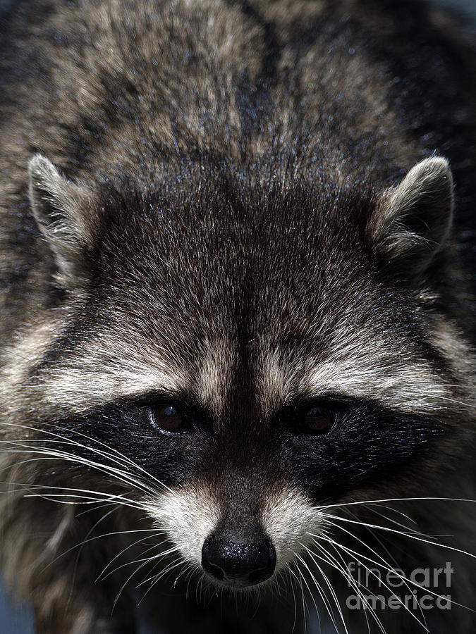 Raccoon Encounter Photograph by Sharon Talson
