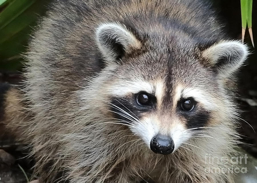 Raccoon Eyes Photograph by Carol Groenen