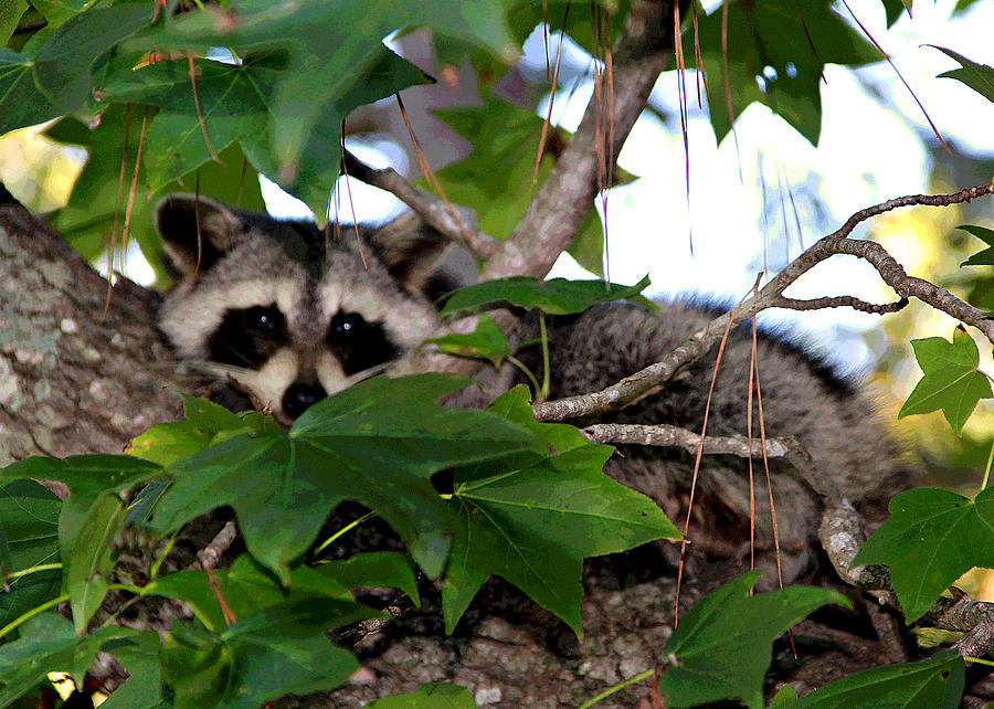 Raccoon Eyes Photograph by Matalyn Gardner