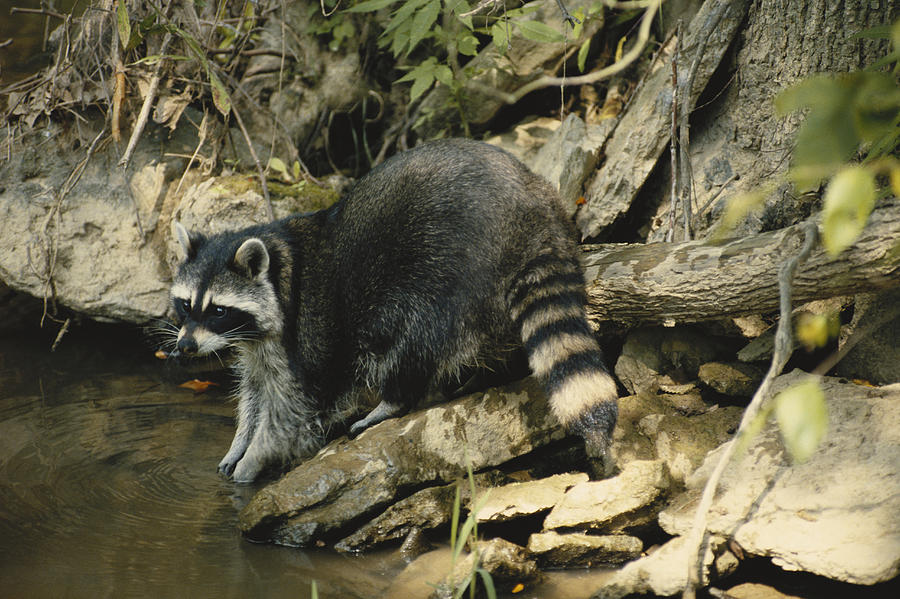 Animal Photograph - Raccoon Feeding by G Ronald Austing