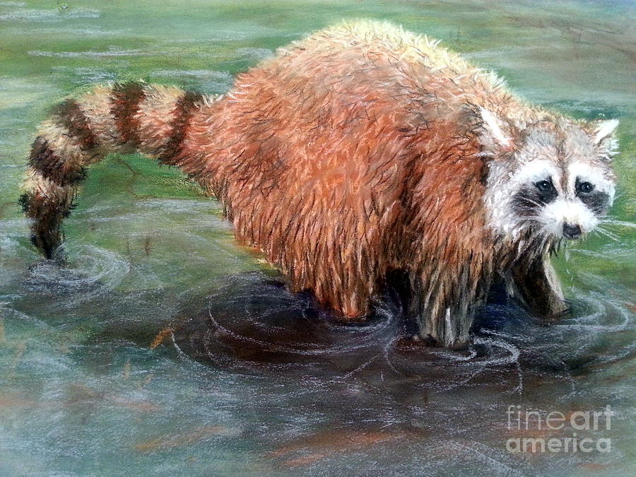 Raccoon Feeling For Food Under The Water Painting