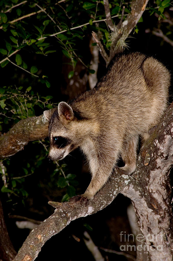 Animal Photograph - Raccoon by Gregory G. Dimijian, M.D.