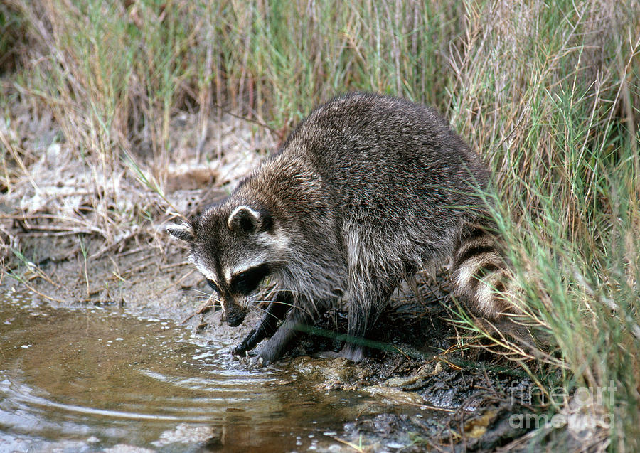 Animal Photograph - Raccoon Hunting For Food by Millard H. Sharp