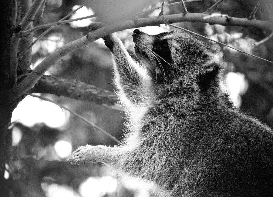 Raccoon in Black and White Photograph by Joan Han