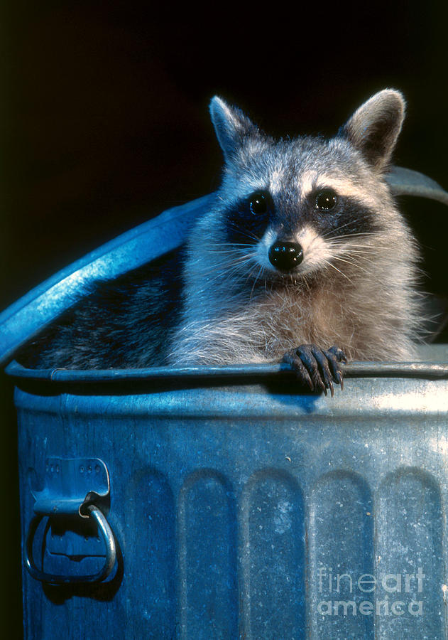 Raccoon in garbage can Photograph by Steve Maslowski 