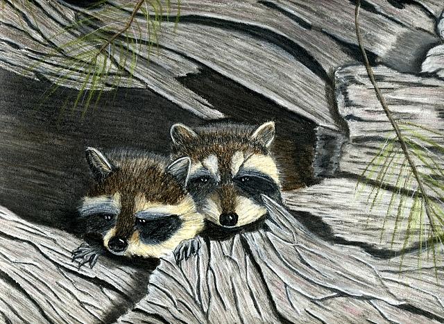 Raccoon in Log Painting by Jay Johnston