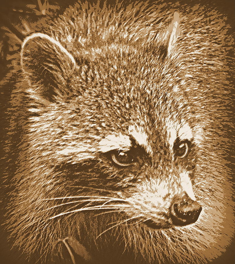 Raccoon in Sepia 1 Photograph by Sheri McLeroy