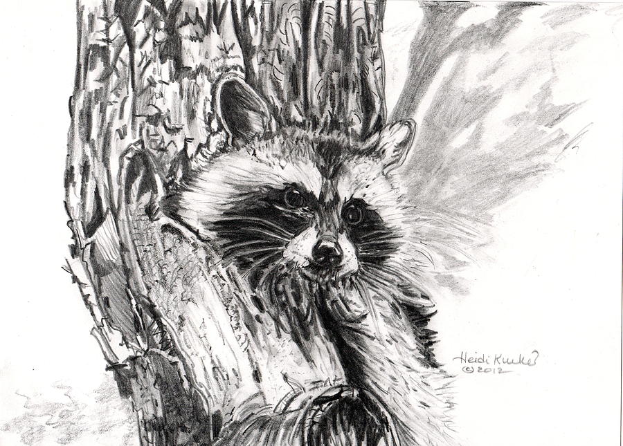 Raccoon In Tree Drawing By Heidi Kunkel