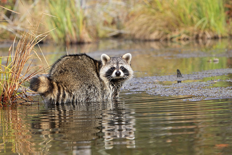 Raccoon In Water Photograph by M. Watson - Pixels