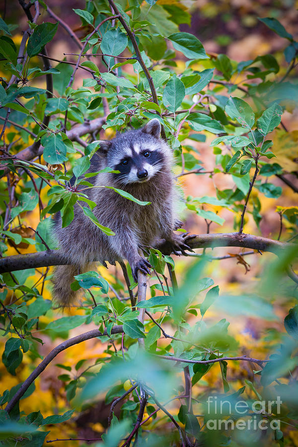 Spokane Photograph - Raccoon by Inge Johnsson