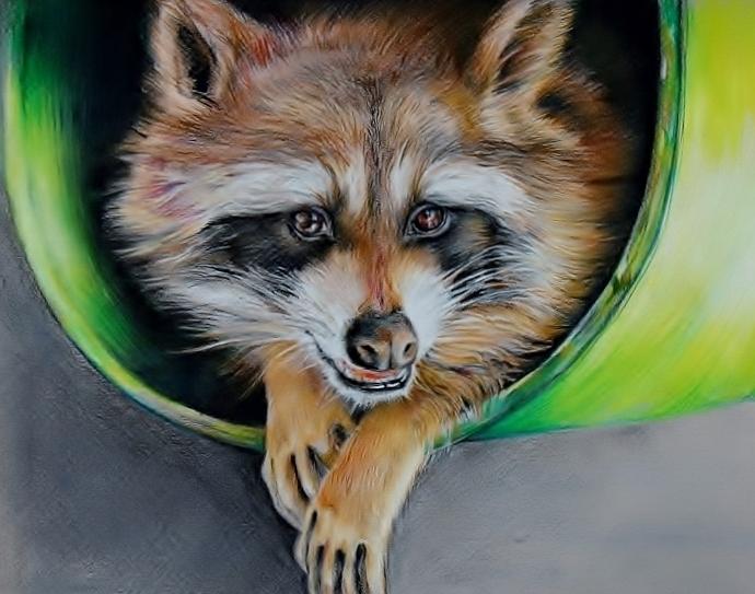 Raccoon in Rehab  Drawing by Jean Cormier