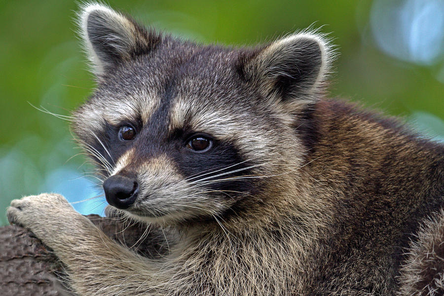 Raccoon Photograph by Jerry Gammon