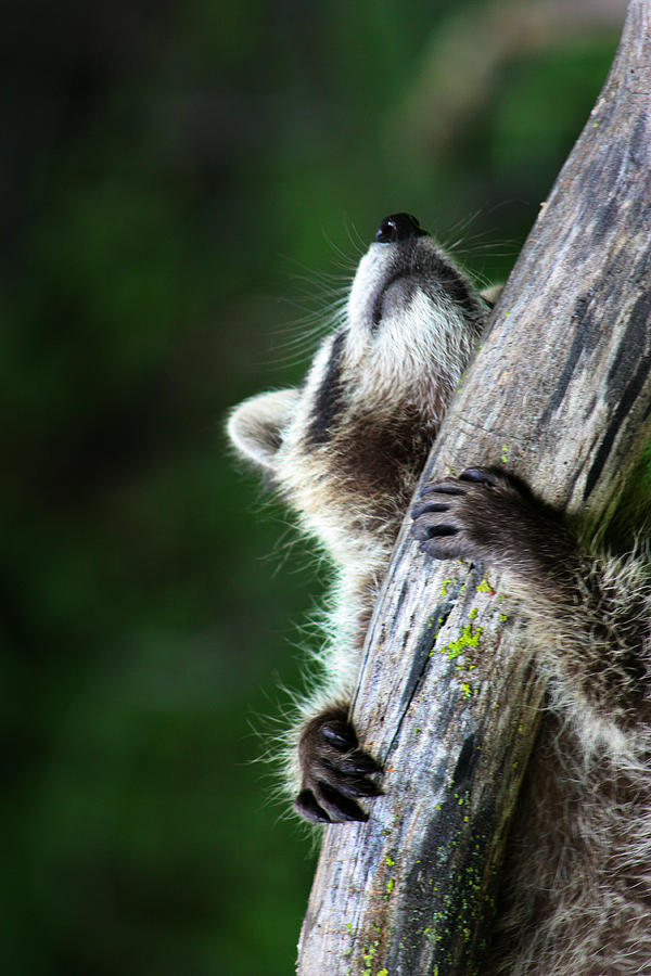 Raccoon Kits Photograph by Amanda Stadther