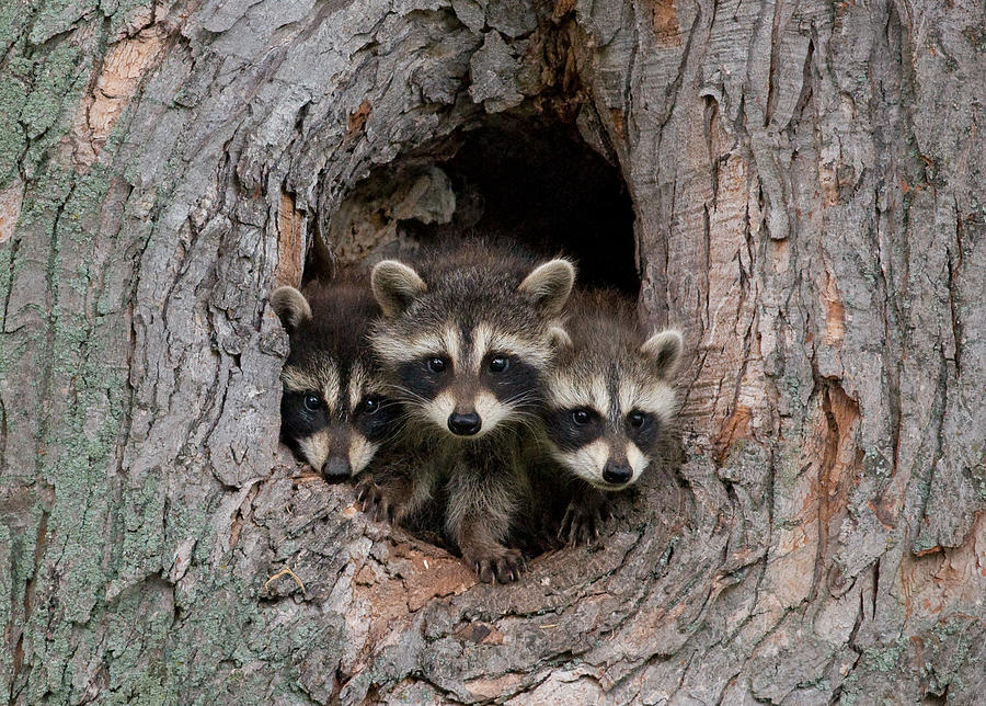 Raccoon Kits Photograph by Gerald DeBoer