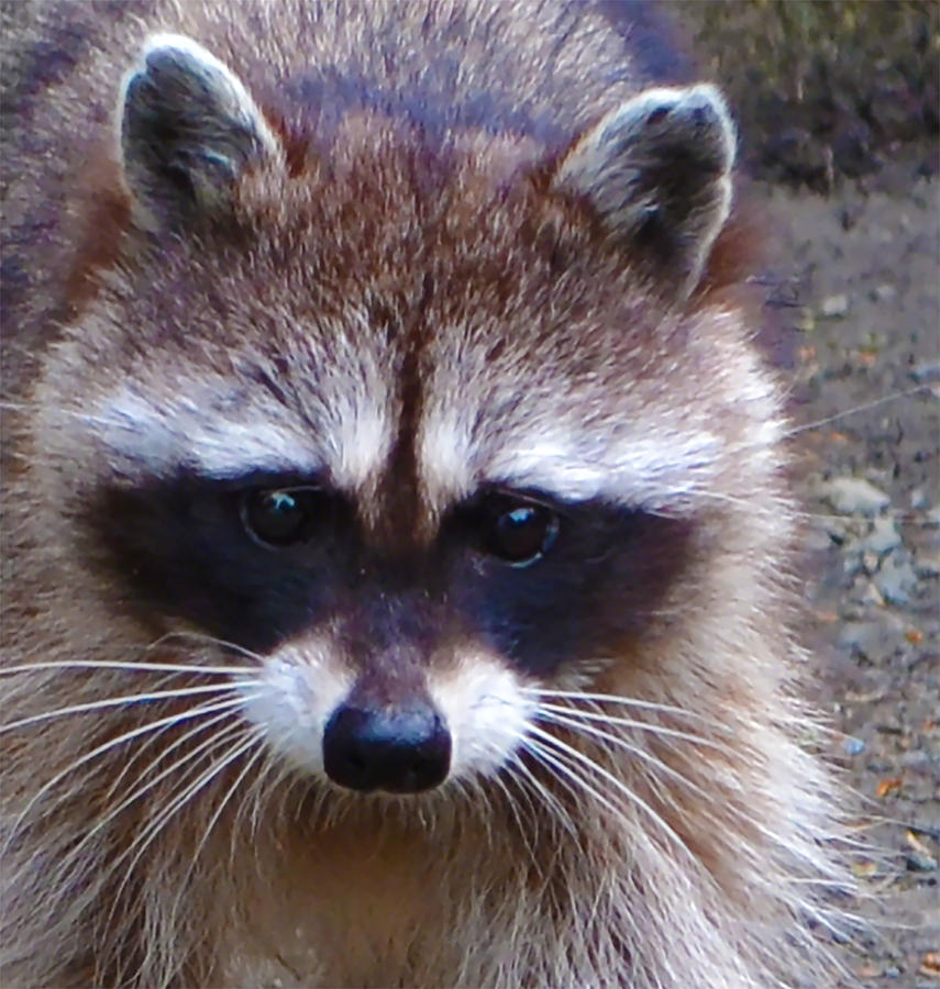 Raccoon Photograph by Marie Fleming - Fine Art America