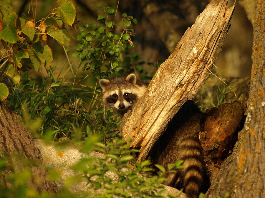 Raccoon Photograph by James Peterson