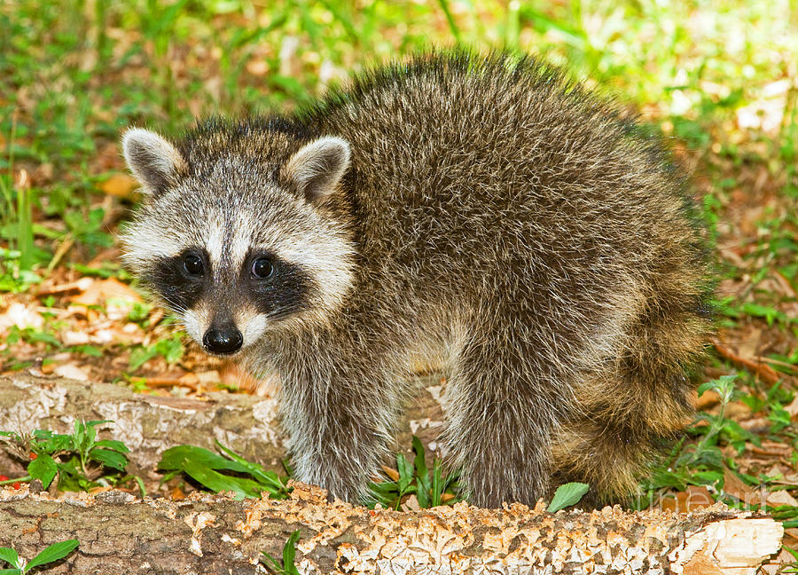 Nature Photograph - Raccoon by Millard H Sharp