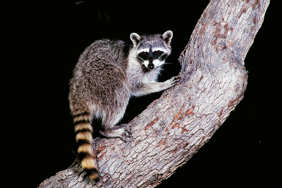 Raccoon On Tree Trunk Photograph by Craig K. Lorenz