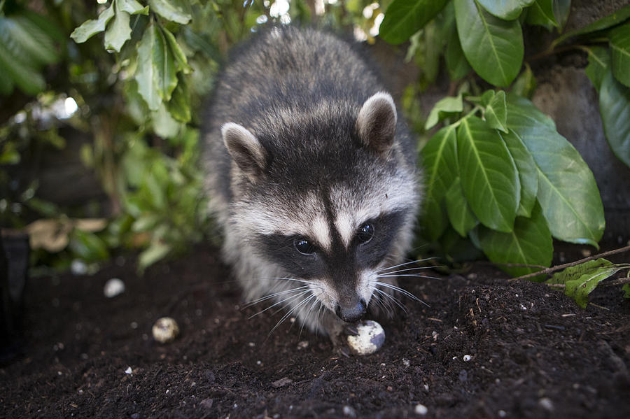 Raccoon Orphan Eating Wildcare Photograph by Suzi Eszterhas