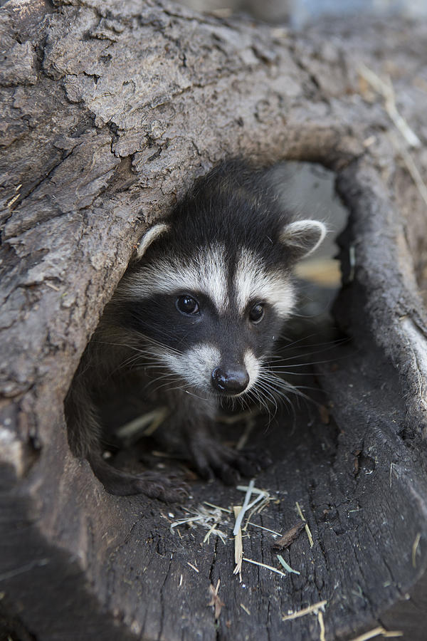 Raccoon Orphan Juvenile Wildcare Photograph by Suzi Eszterhas