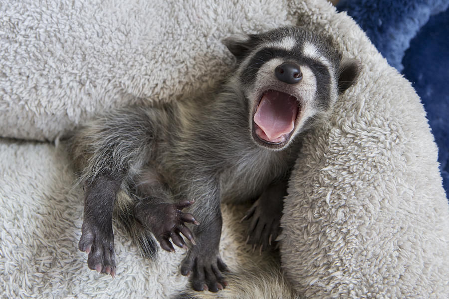 Raccoon Orphan Wildcare California Photograph by Suzi Eszterhas