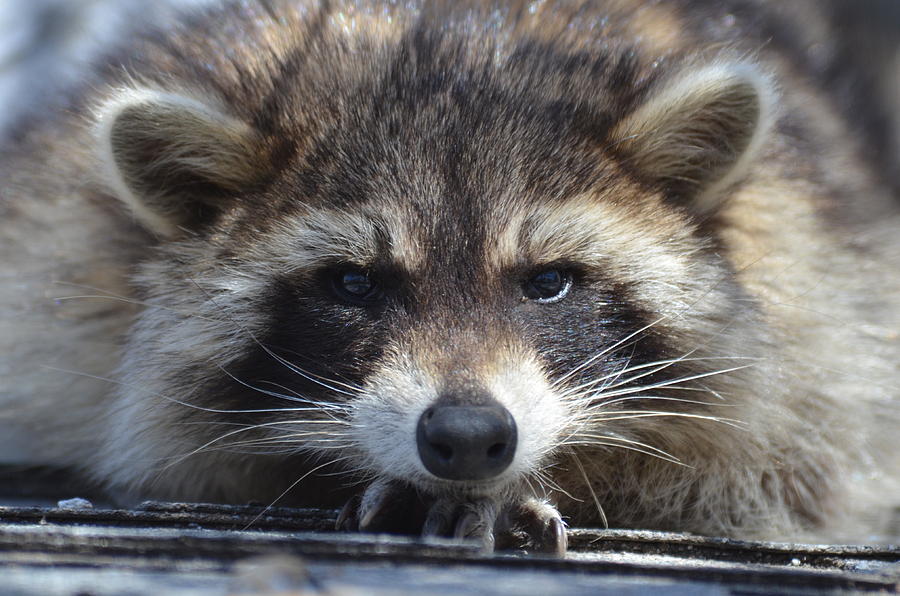 Raccoon -P Photograph by Rae Ann  M Garrett
