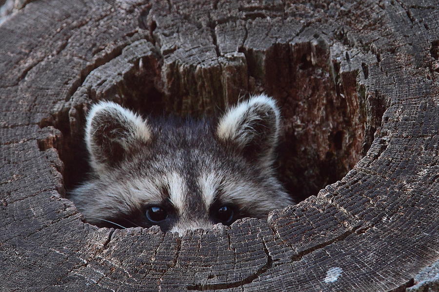 Raccoon Peek-A-Boo Photograph by Bruce J Robinson
