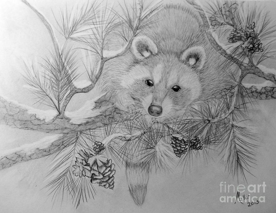 Raccoon Drawing by Peggy Miller