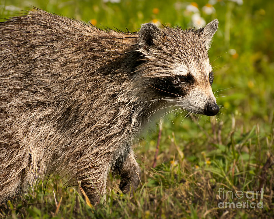 Raccoon Photograph - Raccoon by Photos By  Cassandra