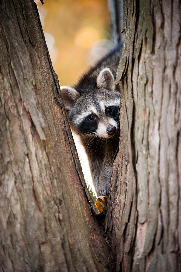 Raccoon portrait Photograph by Chad Davis - Fine Art America