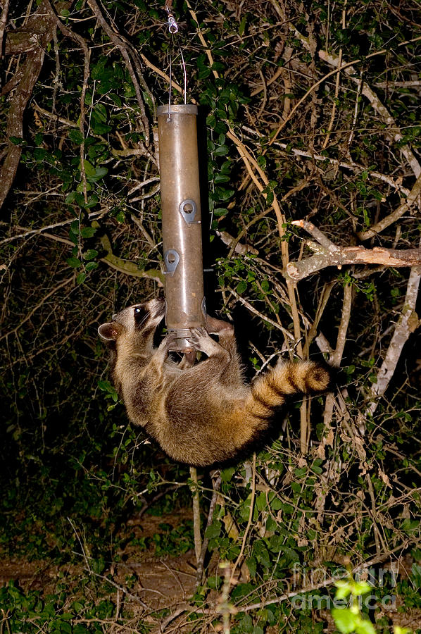 Raccoon Raiding Bird Feeder Photograph by Gregory G. Dimijian, M.D.