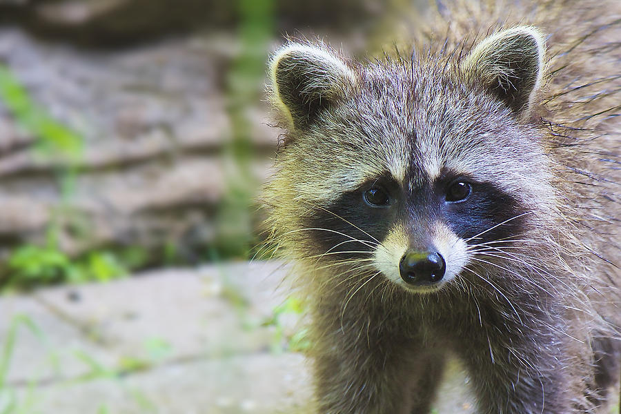 Raccoon - Raton laveur - Procyon lotor Photograph by Nature and Wildlife Photography