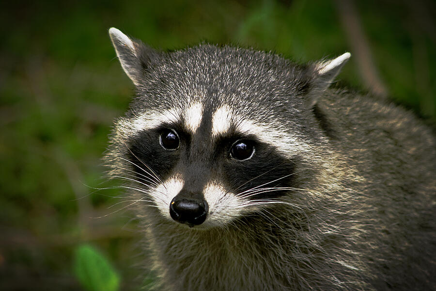 Raccoon Photograph by Robert Bales