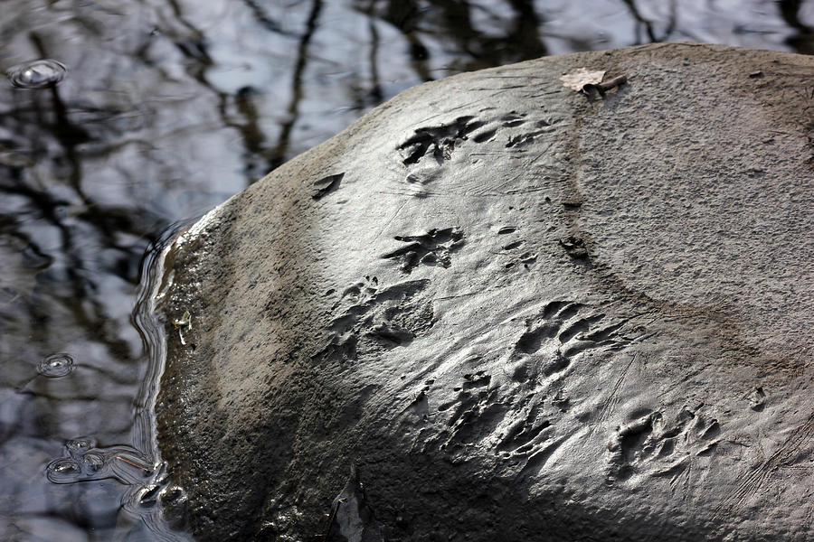 Raccoon Rock Photograph by Brett Beaver | Fine Art America