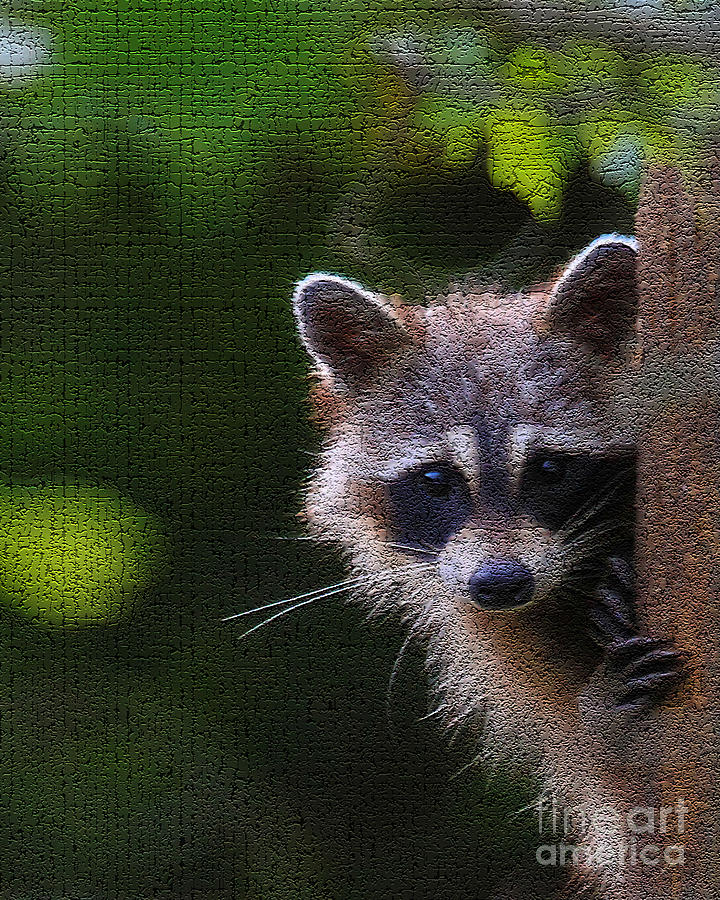 Raccoon Photograph by Roger Becker
