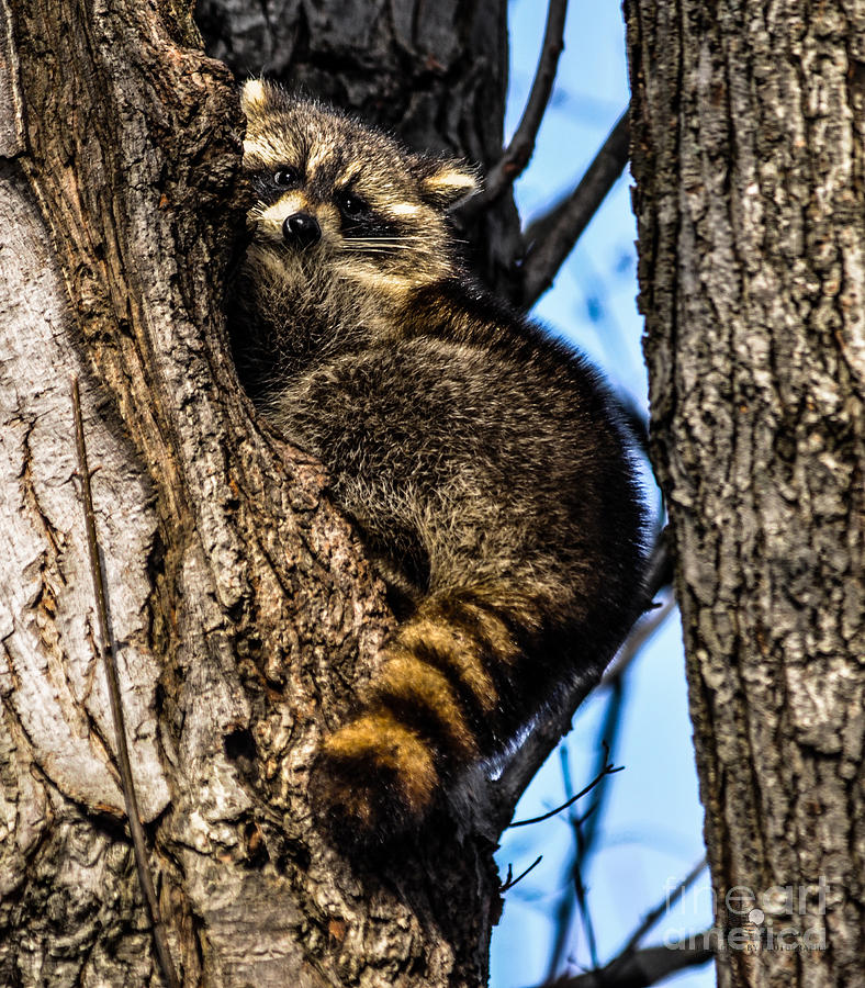 Raccoon Photograph by Ronald Grogan