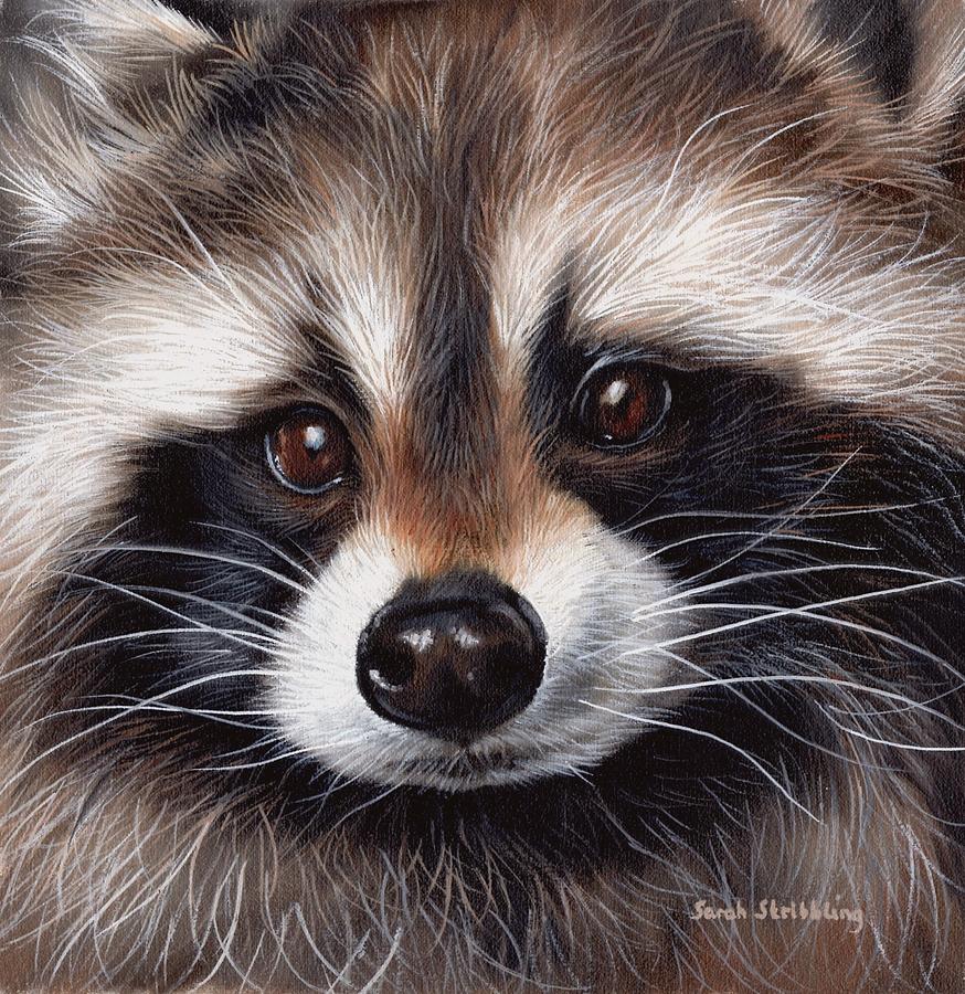 Raccoon Painting By Sarah Stribbling