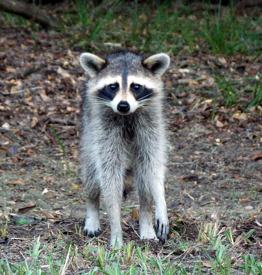 Raccoon Stare Down Photograph by Sheri McLeroy | Fine Art America