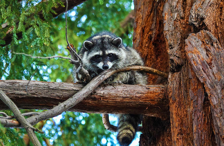 Raccoon Staredown Photograph by Hugh Stickney