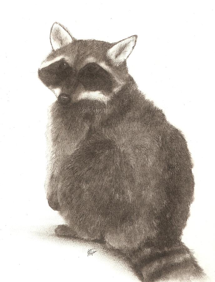 Raccoon Study Drawing by Meagan  Visser